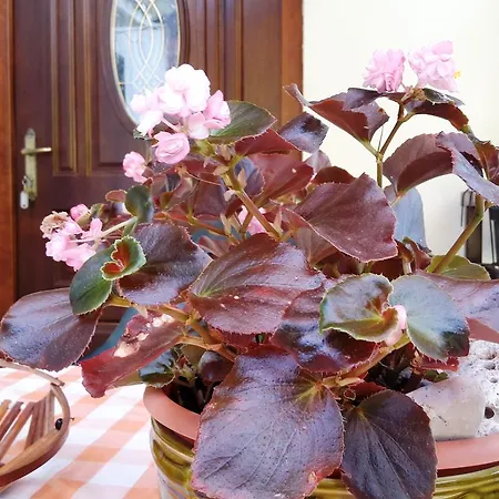 Apartament Andreina 1897